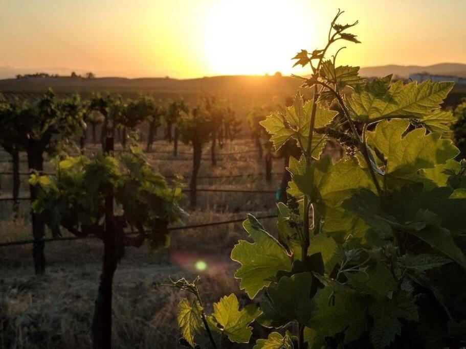 The Vineyard Farmhouse Villa Paso Robles Dış mekan fotoğraf